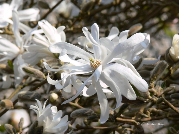 Bois des Moutiers (114) mars 2012
